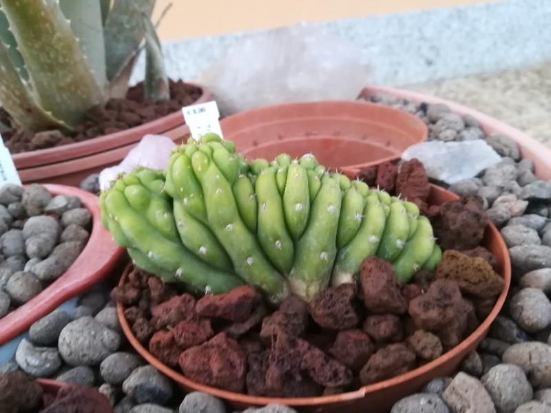 Trichocereus_pachanoi_crestata.jpg